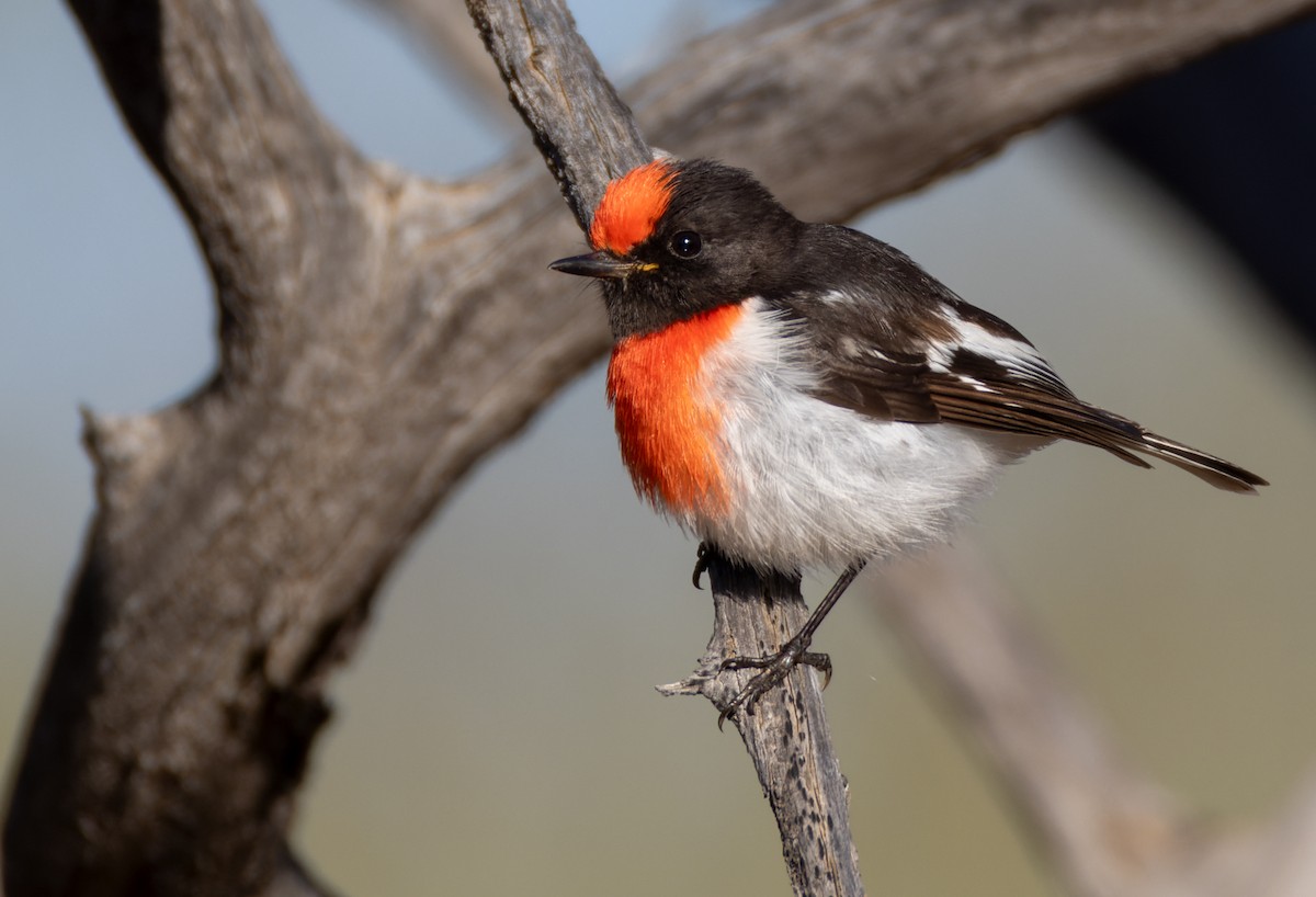 Red-capped Robin - ML623907105