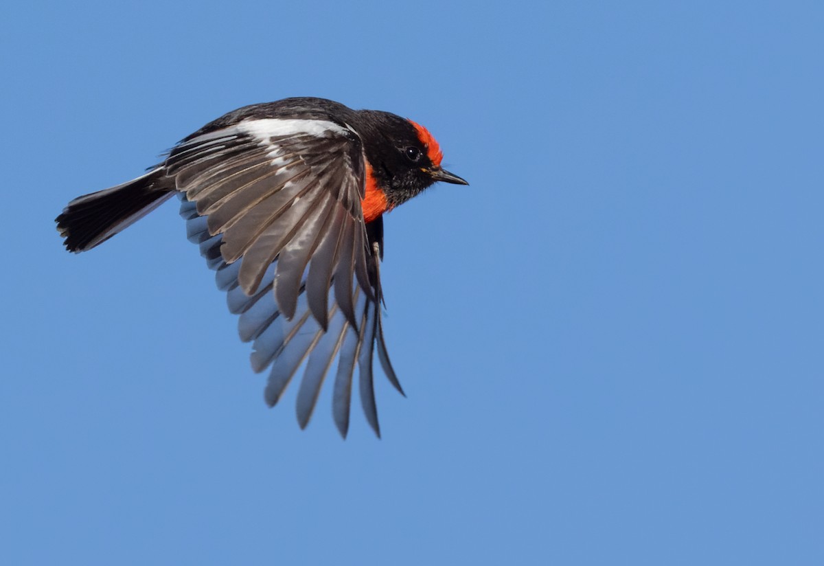 Red-capped Robin - ML623907106