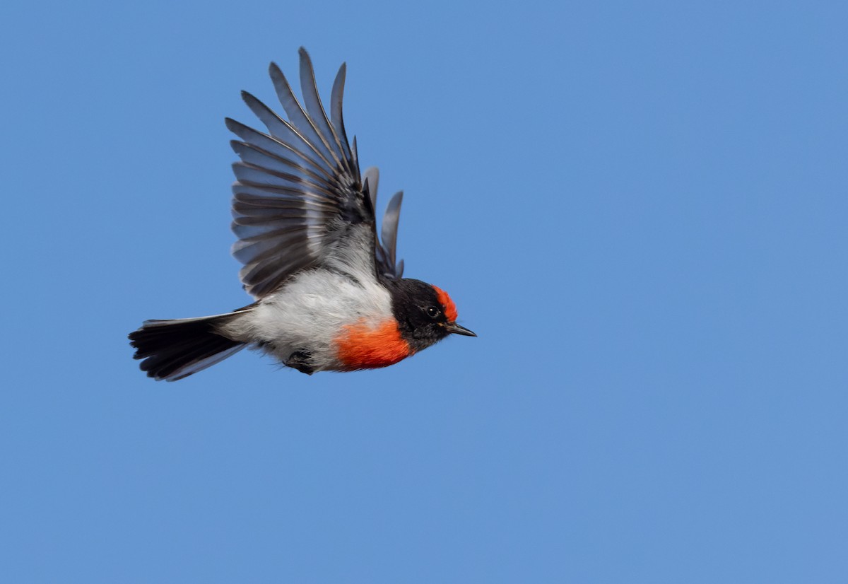 Red-capped Robin - ML623907107