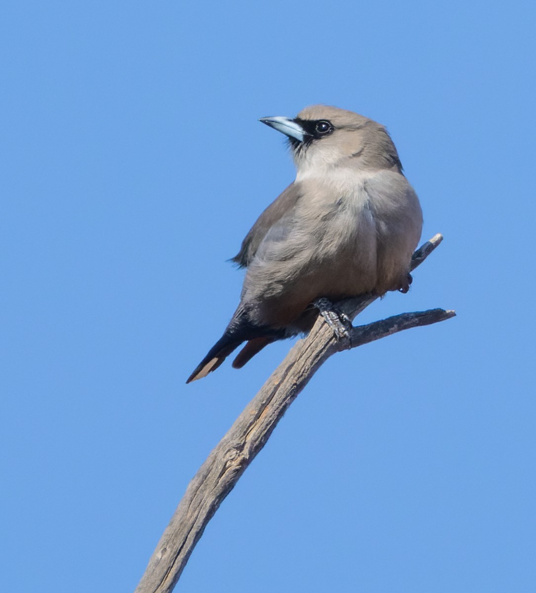 Black-faced Woodswallow - ML623907109