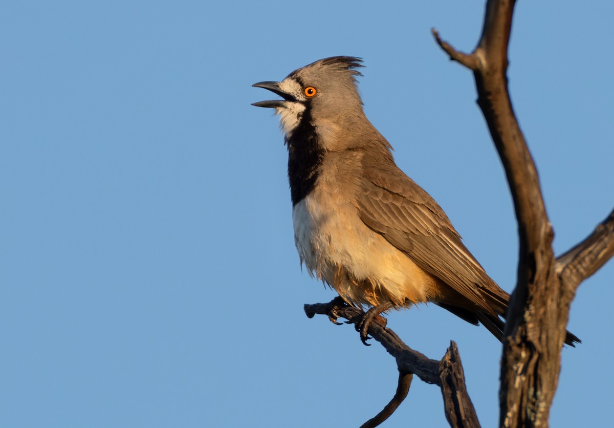 Crested Bellbird - Lars Petersson | My World of Bird Photography