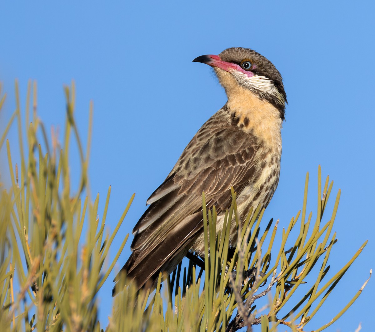 Spiny-cheeked Honeyeater - ML623907117