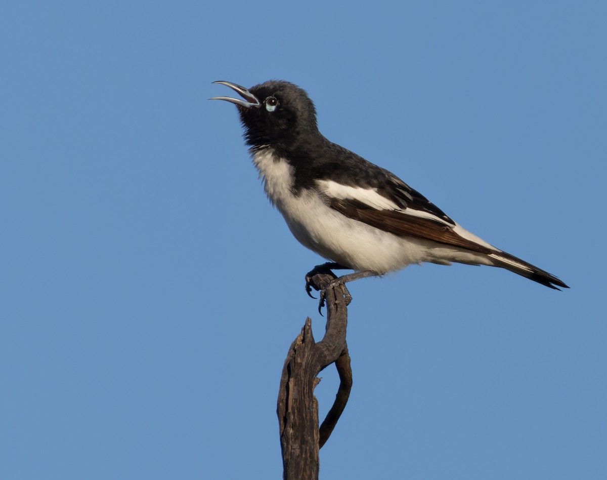 Pied Honeyeater - ML623907122