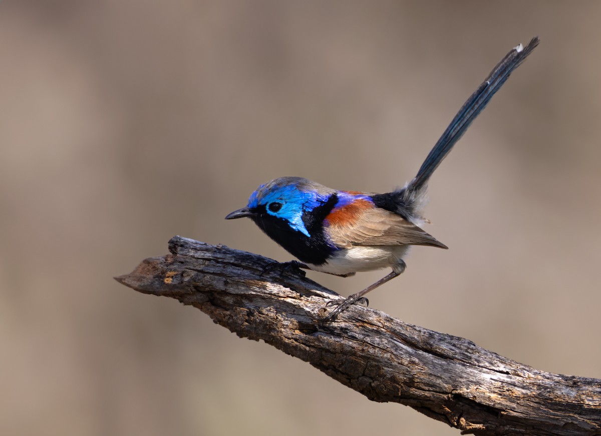 Purple-backed Fairywren (Purple-backed) - ML623907125