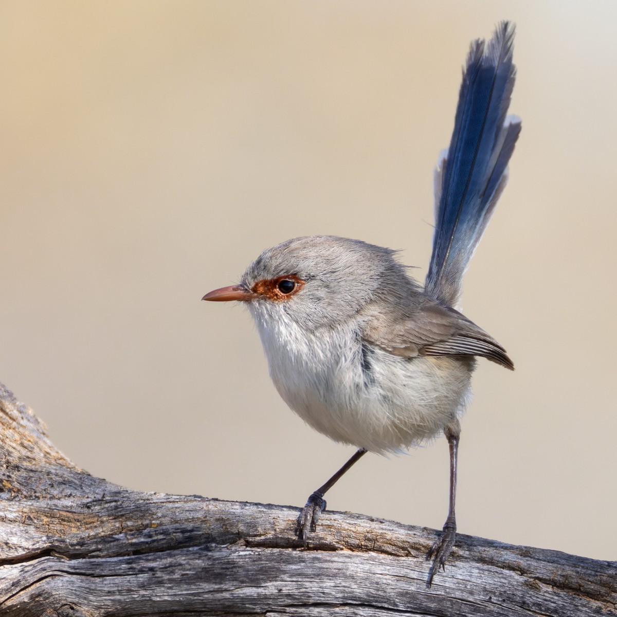 Purple-backed Fairywren (Purple-backed) - ML623907126