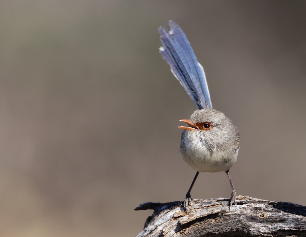 Purple-backed Fairywren (Purple-backed) - ML623907128