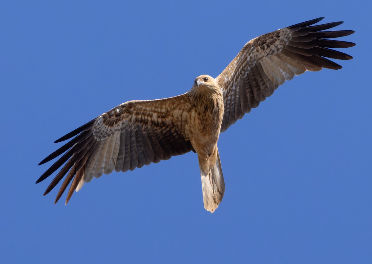 Whistling Kite - ML623907131