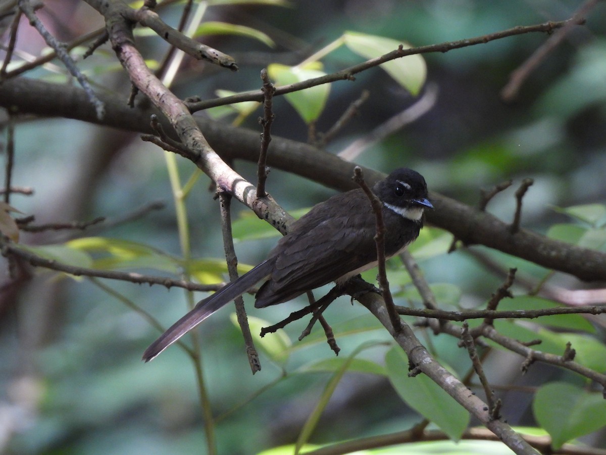 Malaysian Pied-Fantail - ML623907147