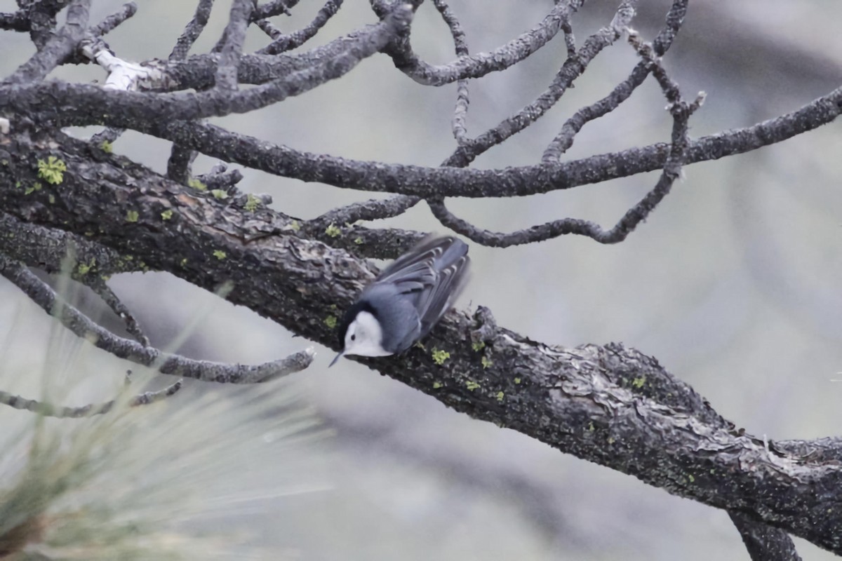 White-breasted Nuthatch - ML623907148