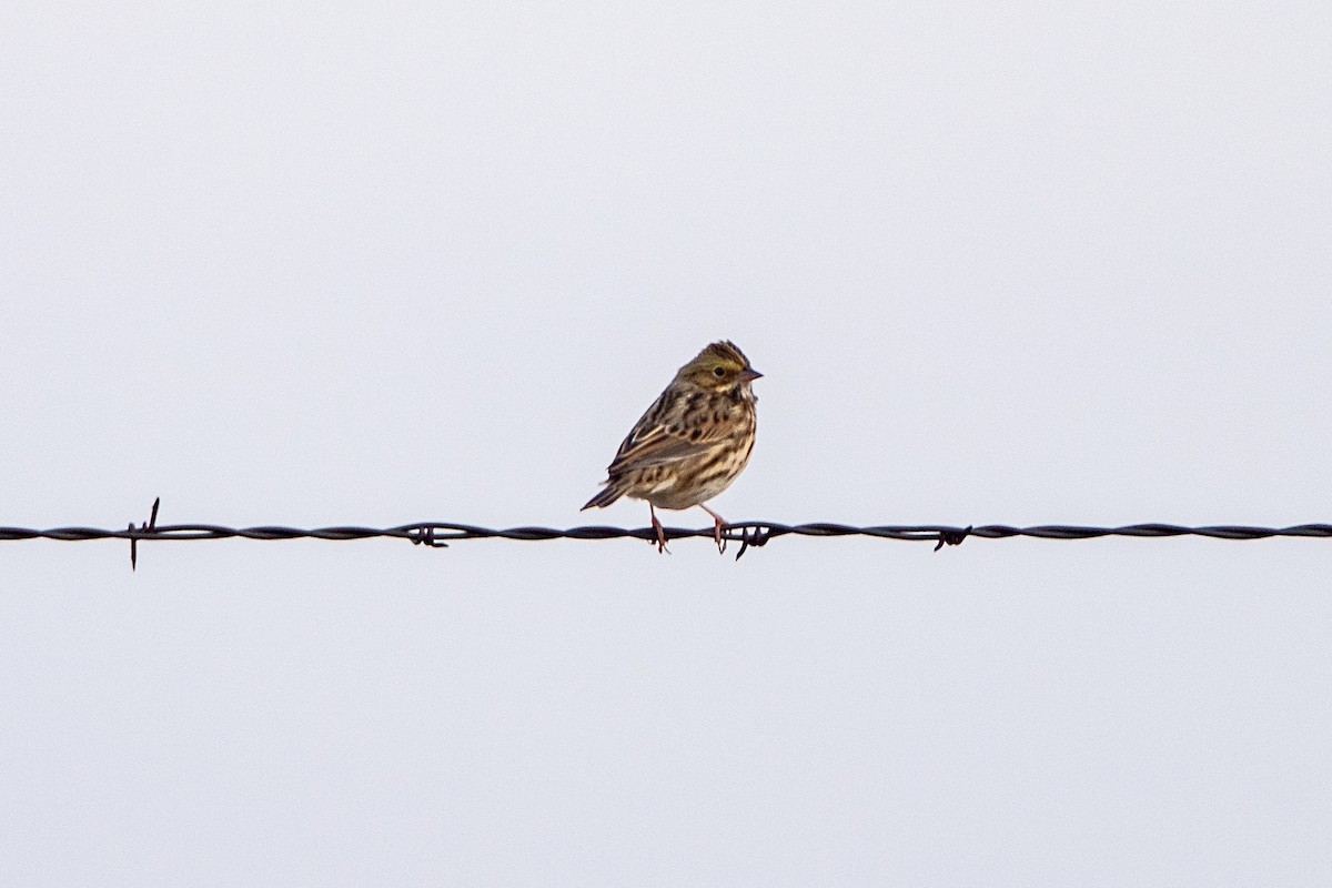 Savannah Sparrow - ML623907155