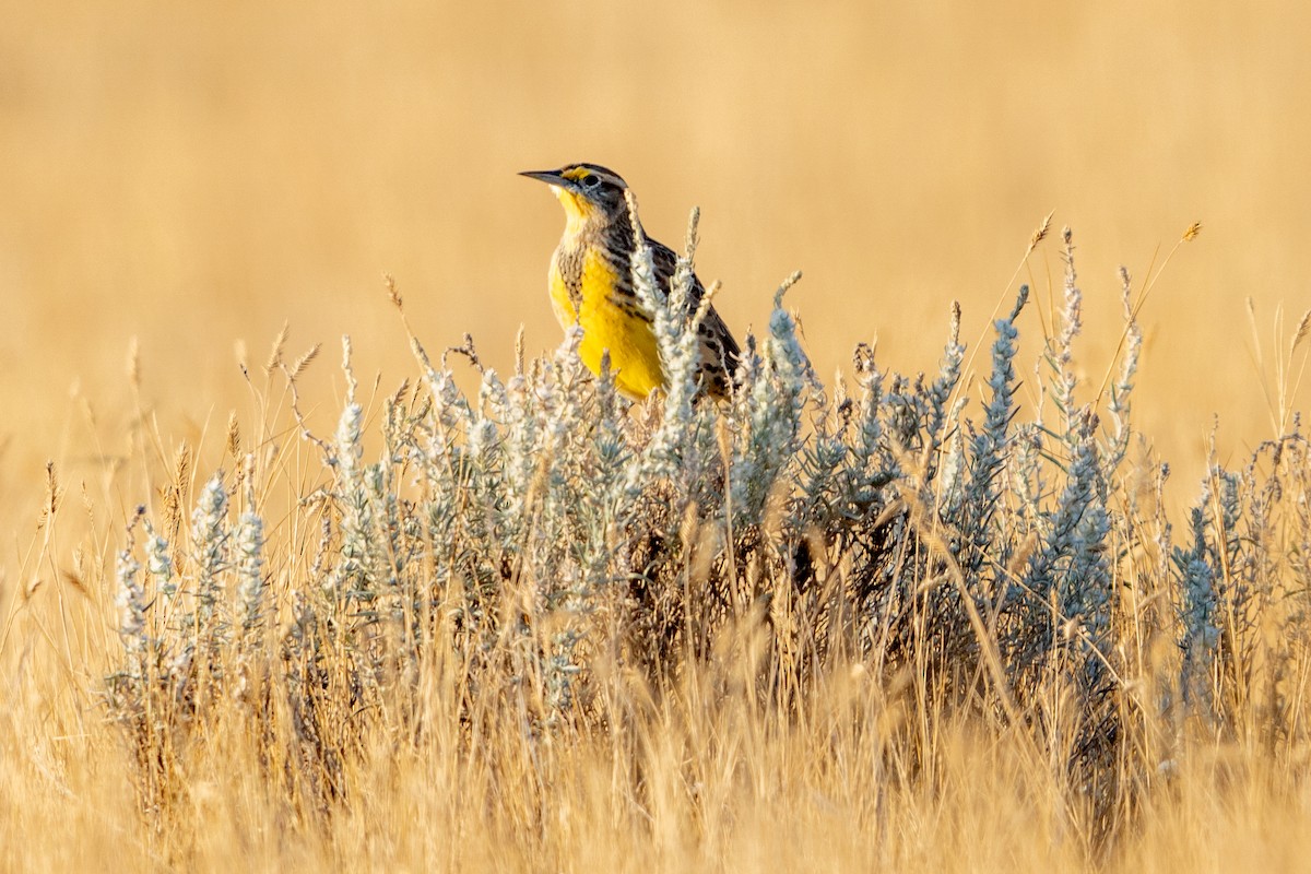 Western Meadowlark - ML623907160