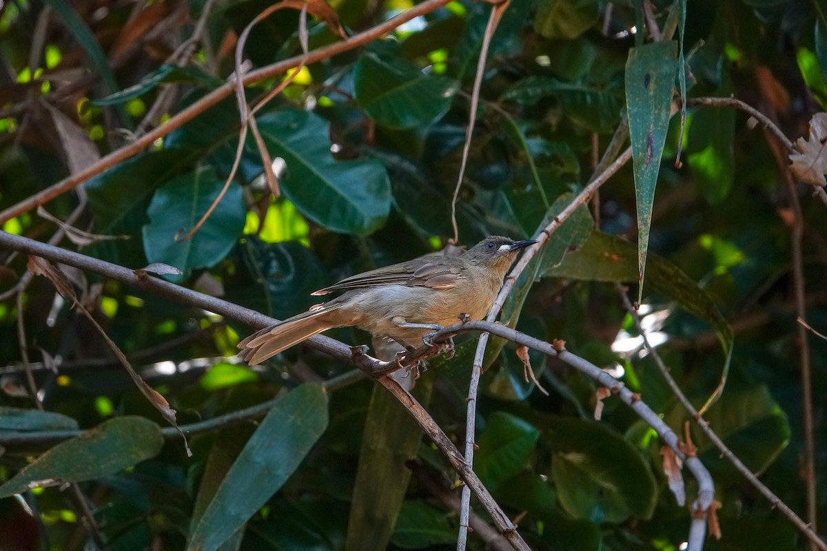 White-gaped Honeyeater - ML623907167