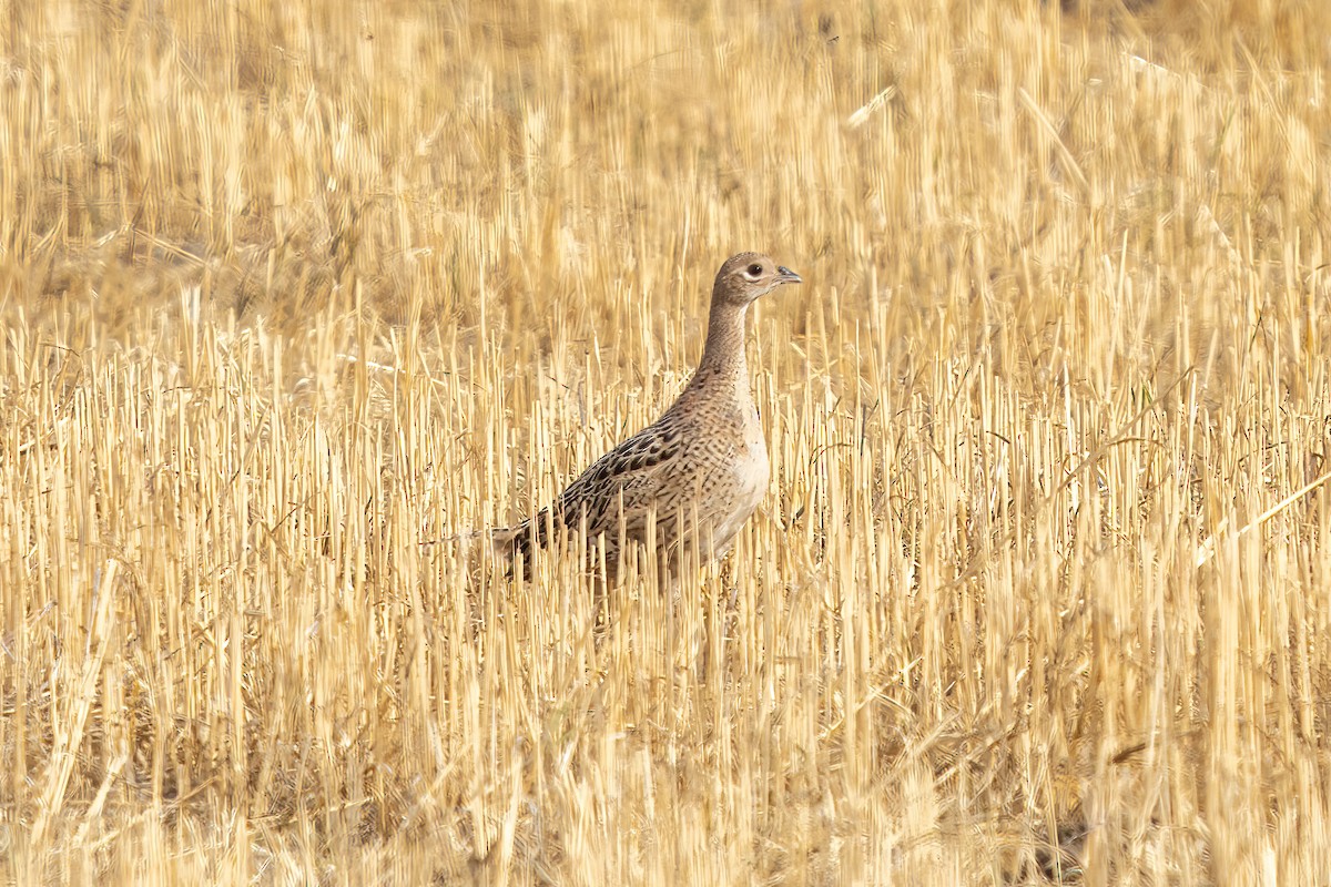 Ring-necked Pheasant - ML623907176