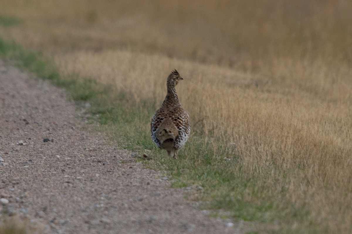 Sharp-tailed Grouse - ML623907213