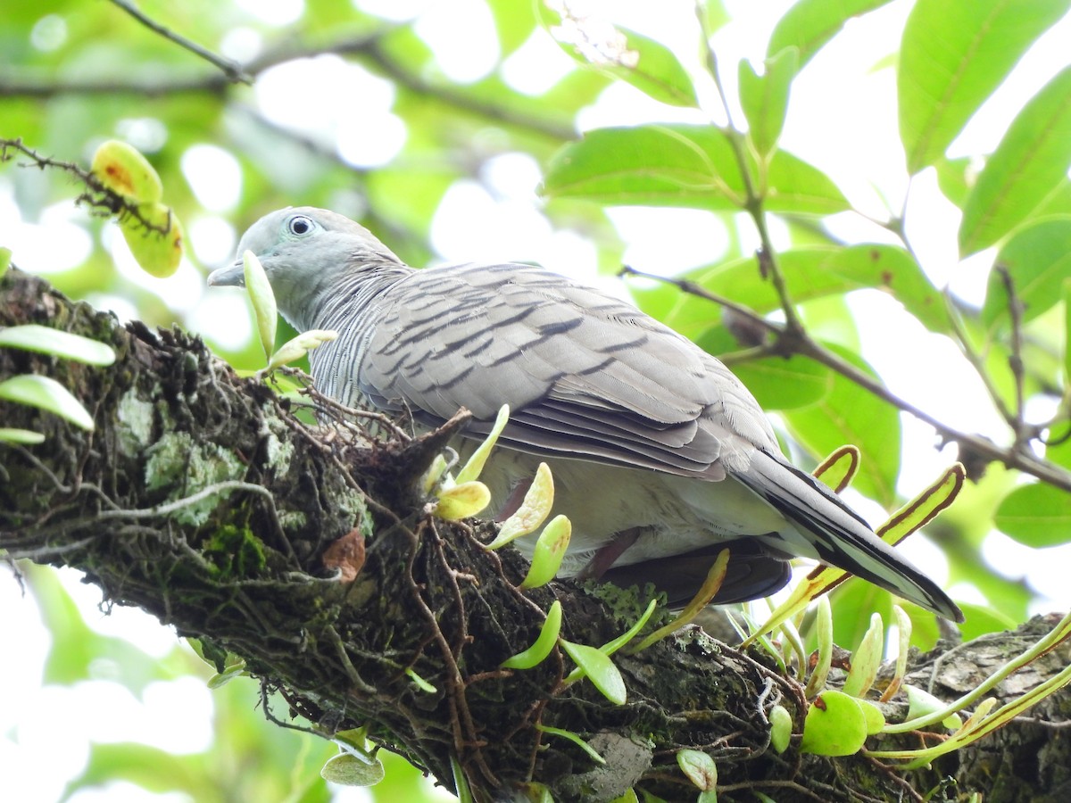 Zebra Dove - ML623907214