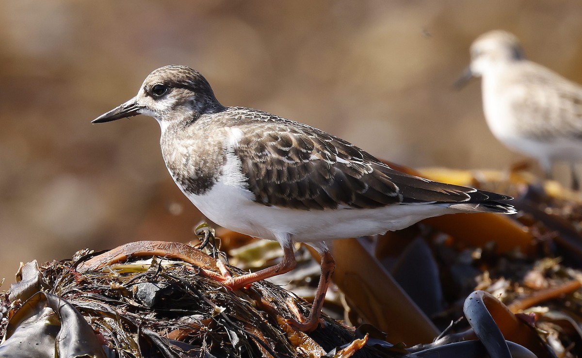 Ruddy Turnstone - ML623907221