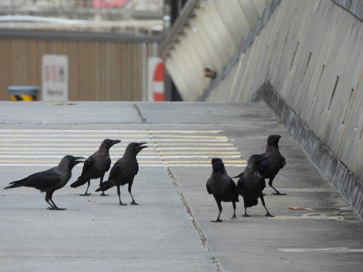 House Crow - ML623907226