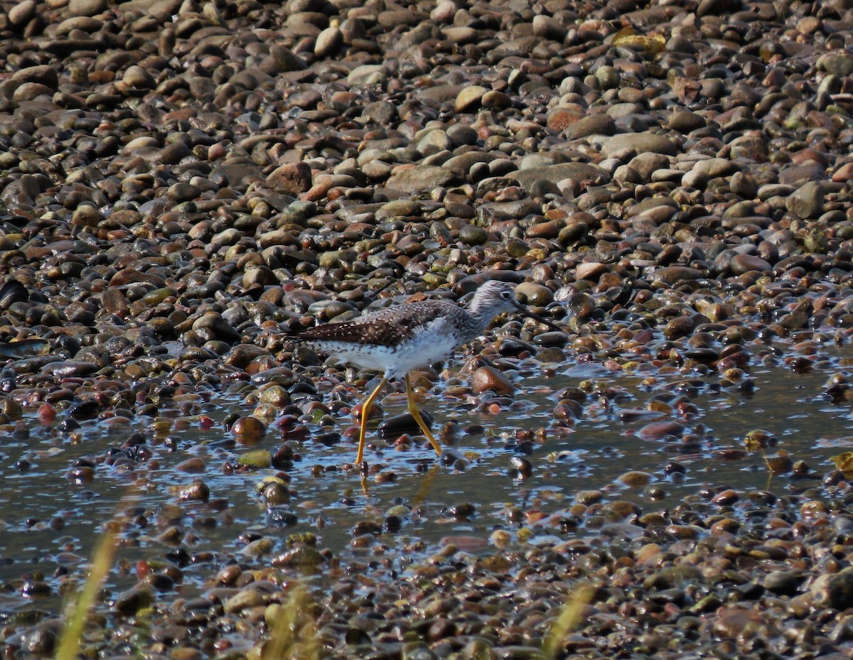 Greater Yellowlegs - ML623907228