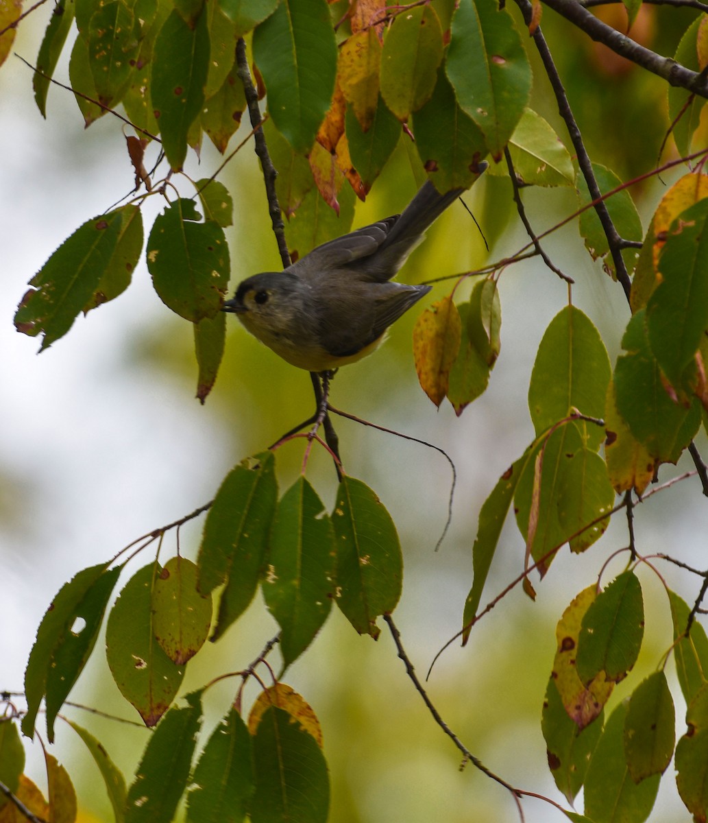 Tufted Titmouse - ML623907236