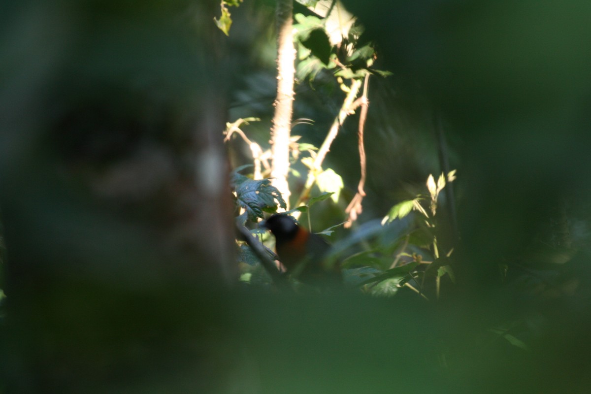 Collared Laughingthrush - ML623907237