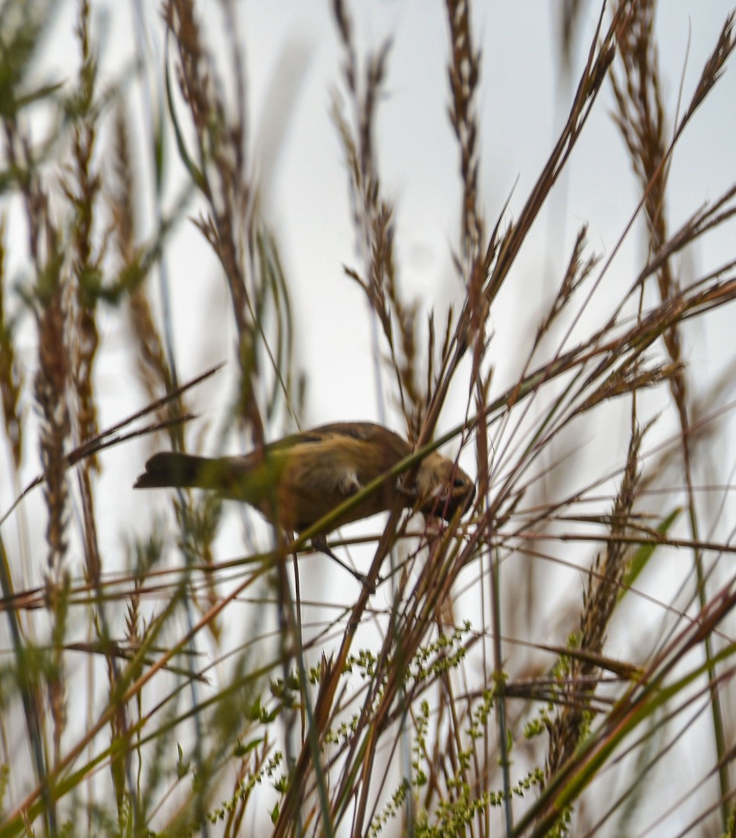 Indigo Bunting - ML623907248