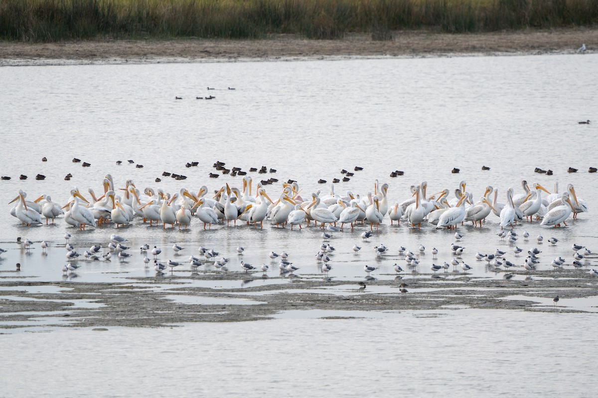 American White Pelican - ML623907255