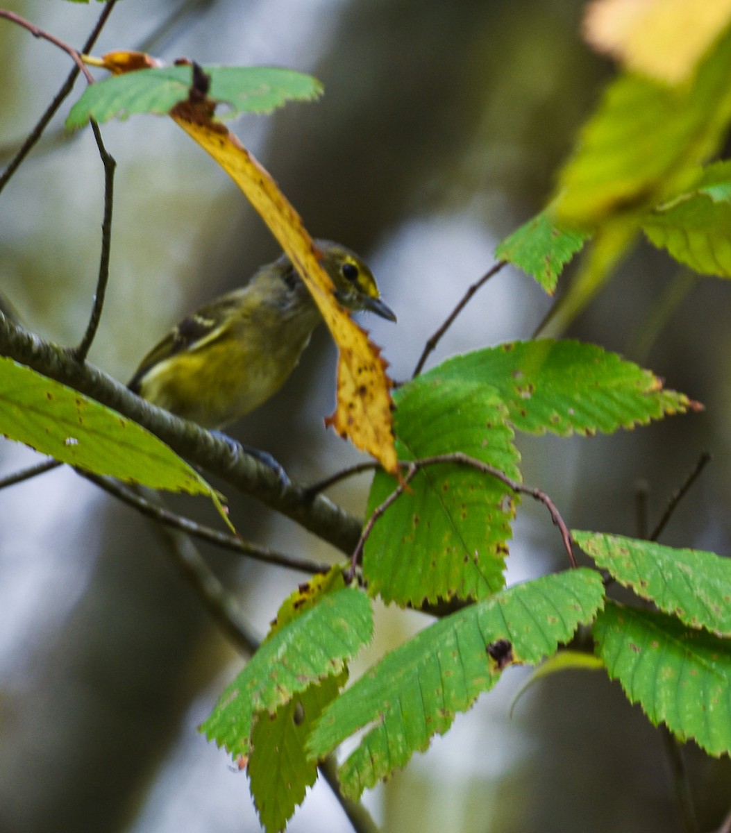 White-eyed Vireo - Ulrike Guggenheim