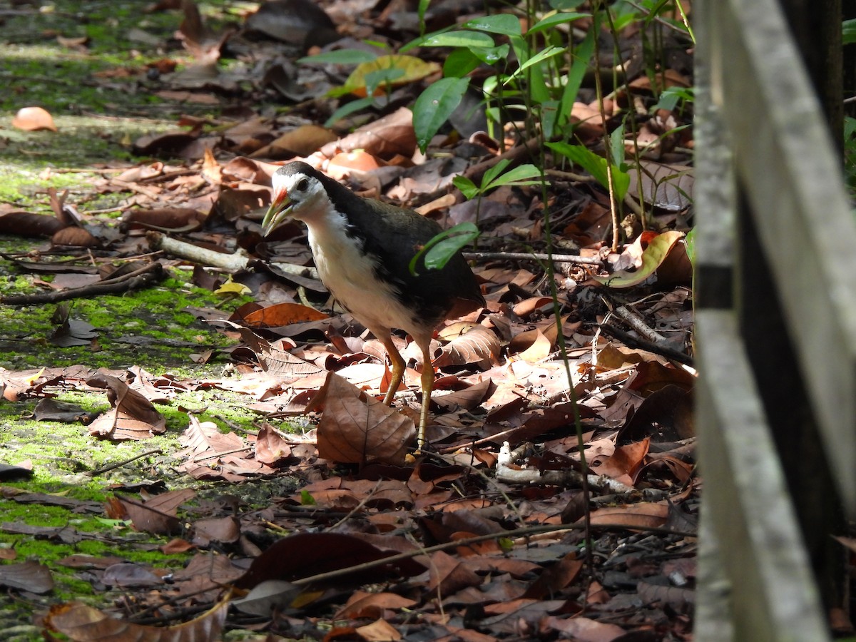 White-breasted Waterhen - ML623907258