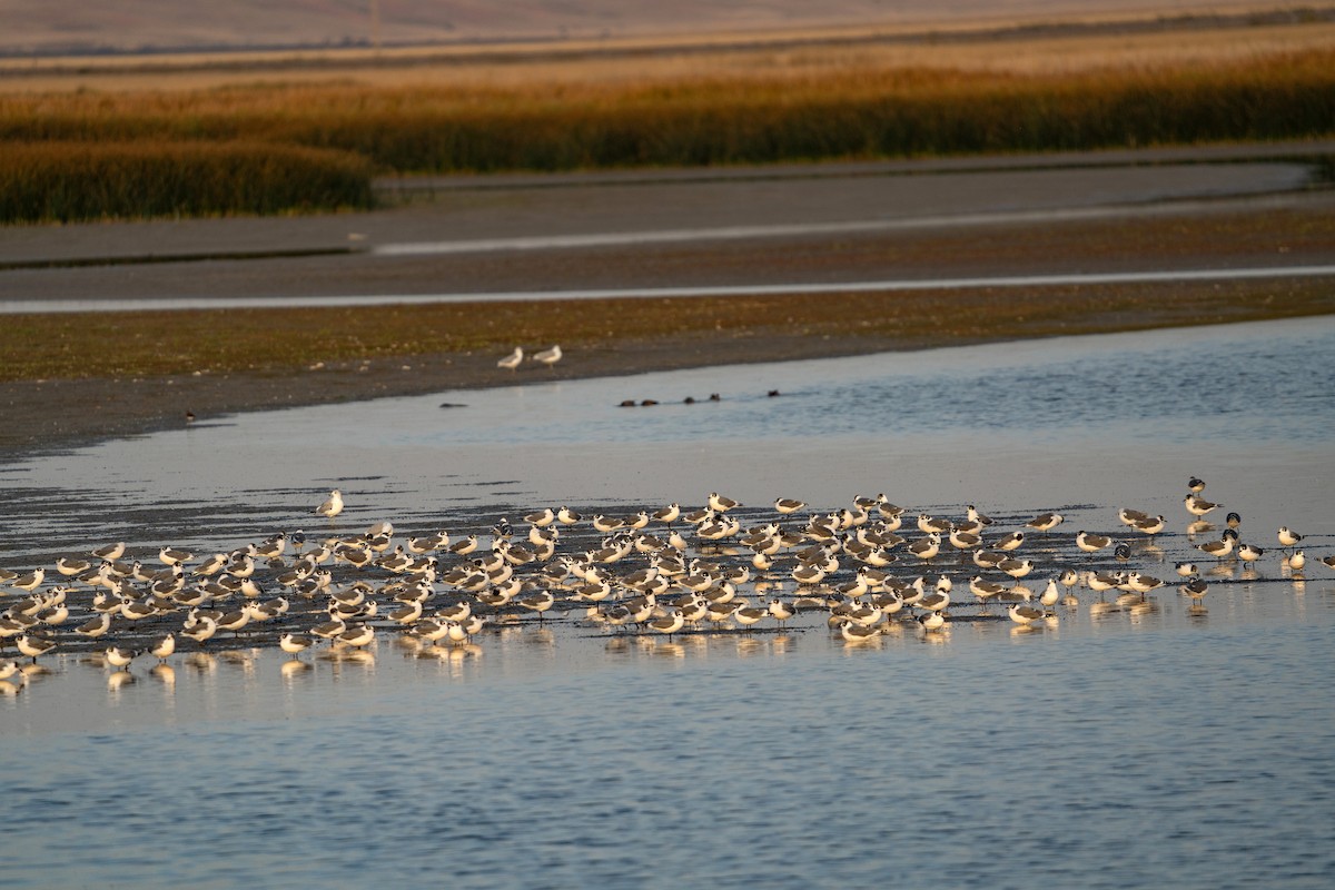 Franklin's Gull - ML623907282