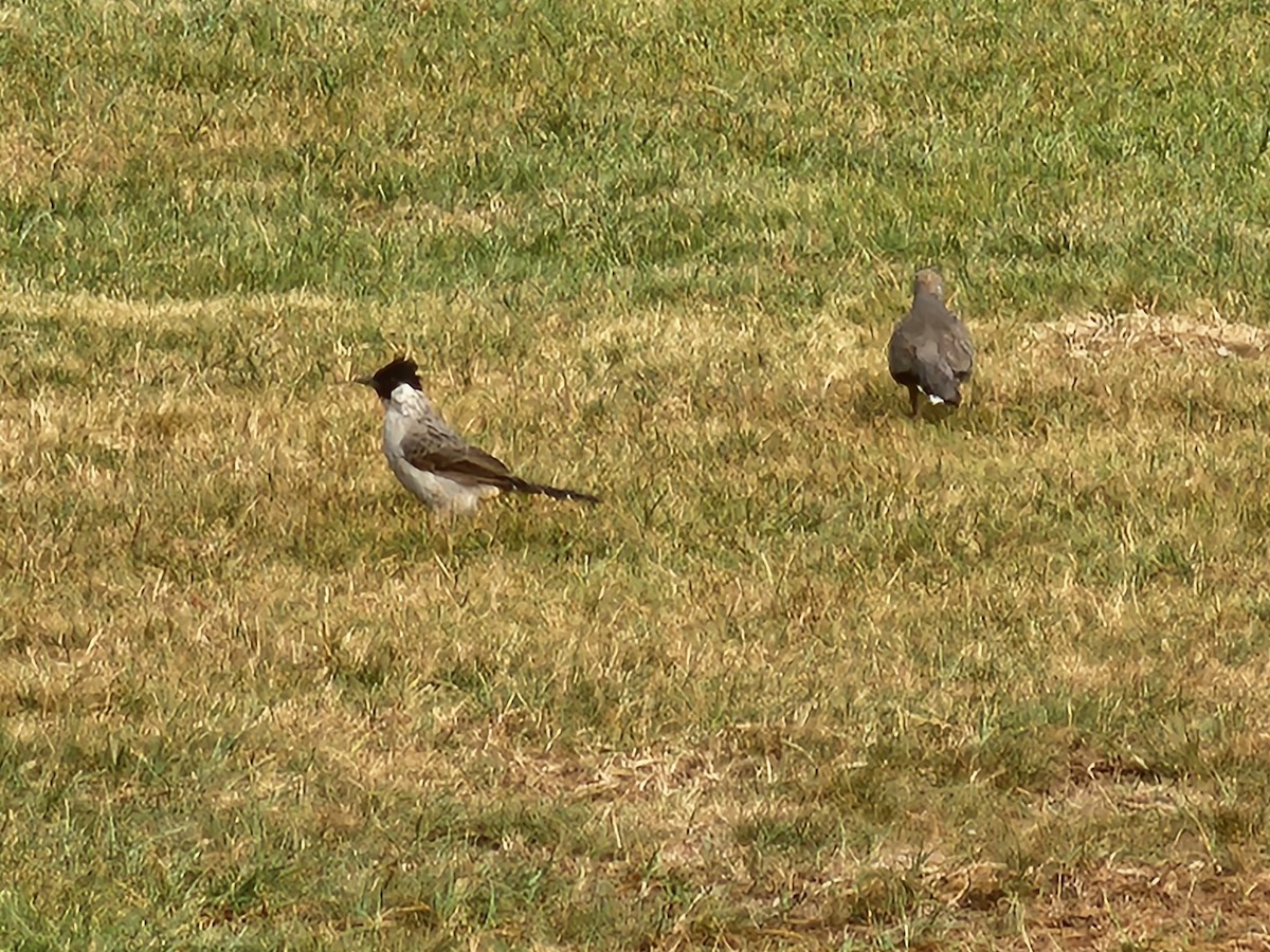 Sooty-headed Bulbul - ML623907289