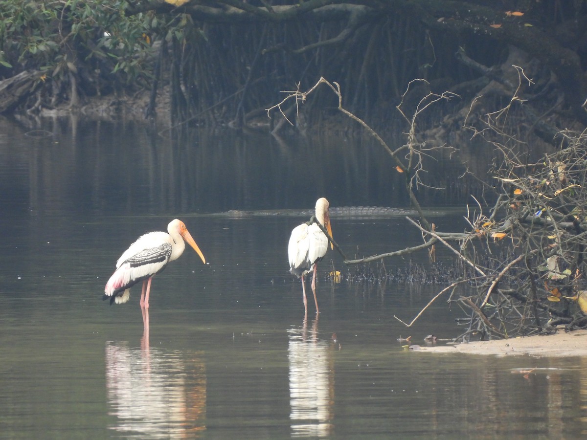 Painted Stork - ML623907298