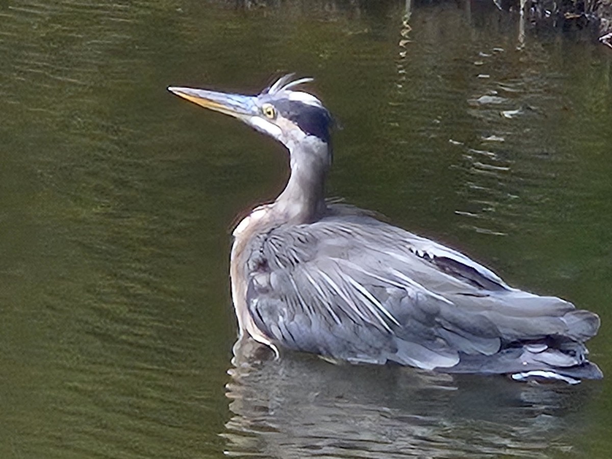 Great Blue Heron - ML623907304