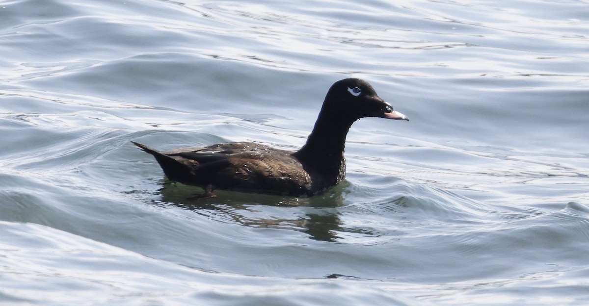 White-winged Scoter - ML623907306