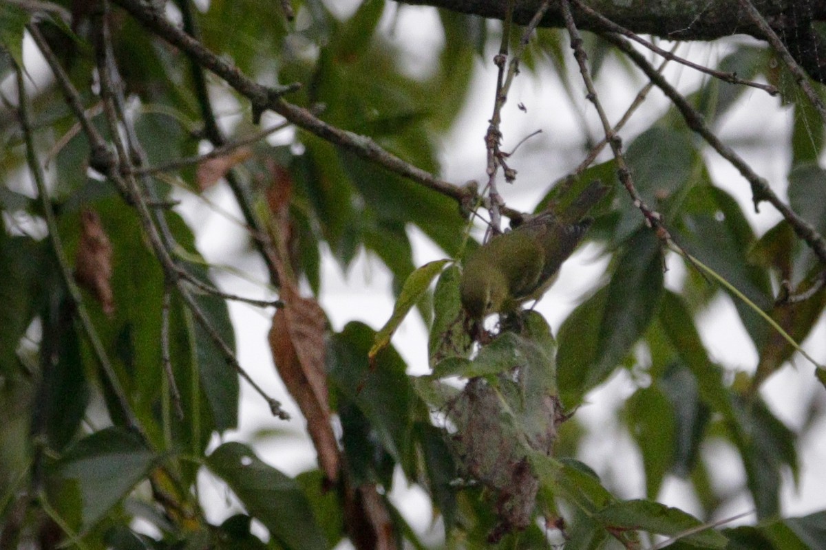 Tennessee Warbler - ML623907307