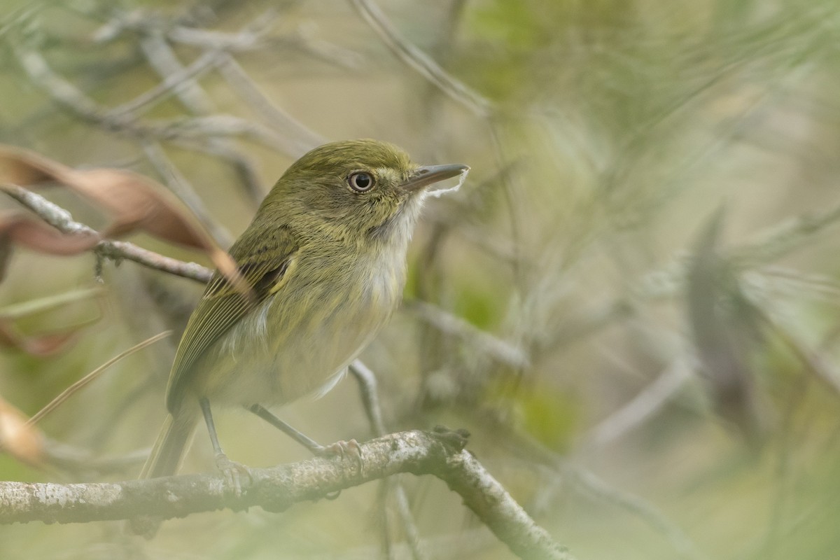 Hangnest Tody-Tyrant - Joshua Covill