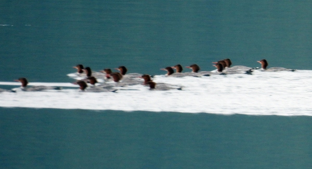 Common Merganser - ML623907321