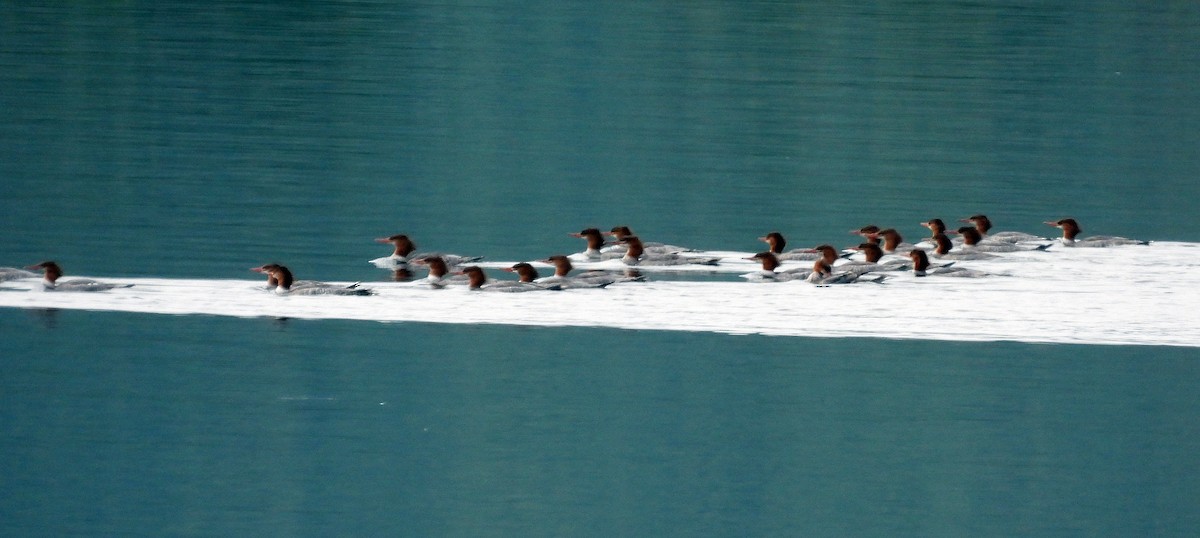 Common Merganser - ML623907322