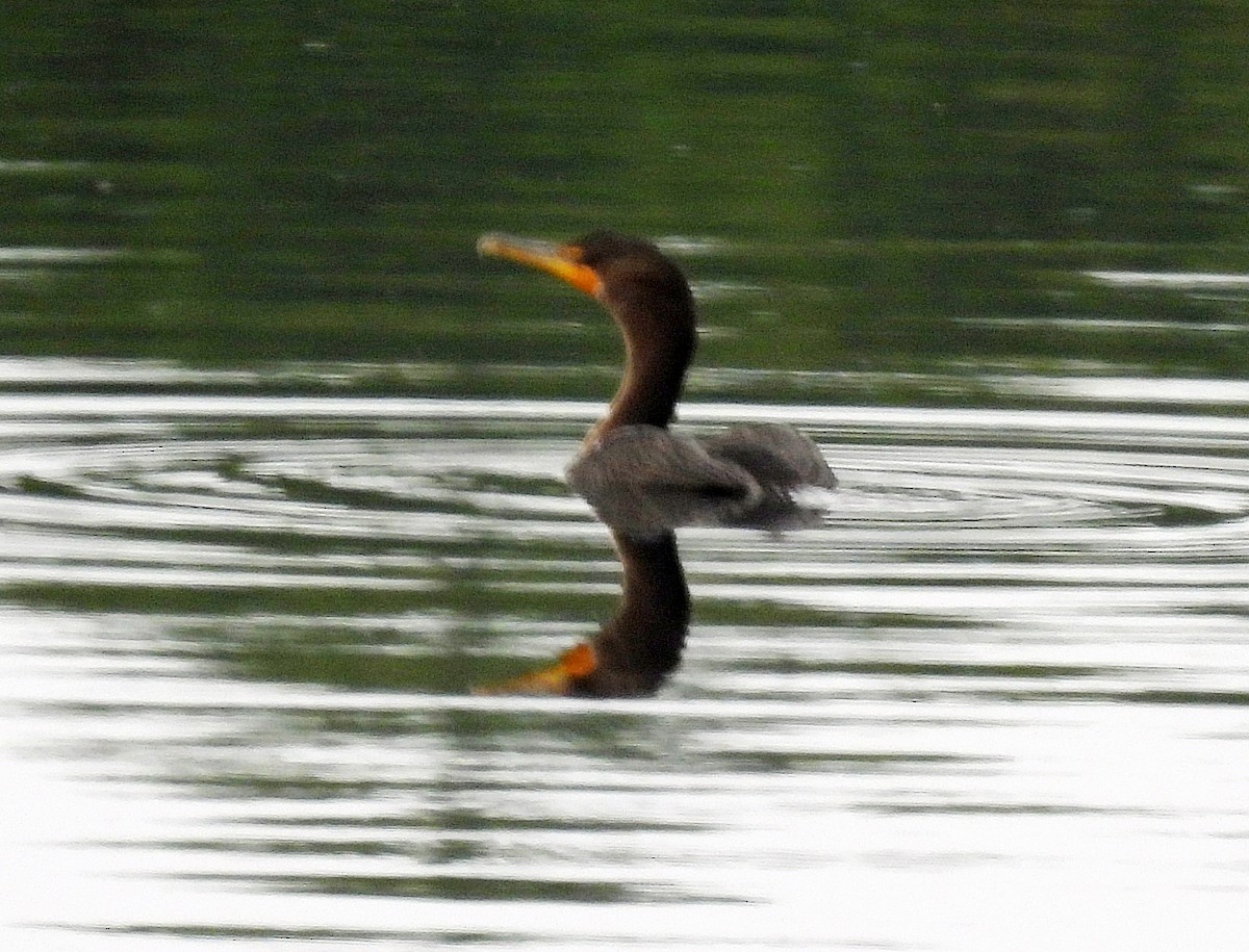 Cormorán Orejudo - ML623907324