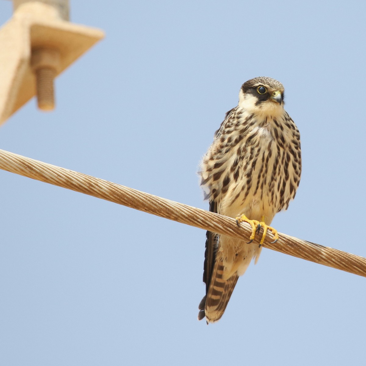 Amur Falcon - Rik Vetter