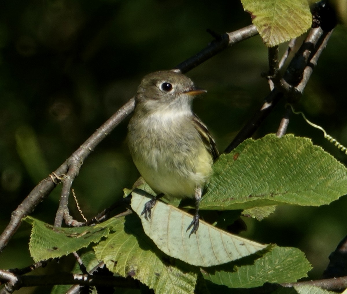 Least Flycatcher - ML623907333