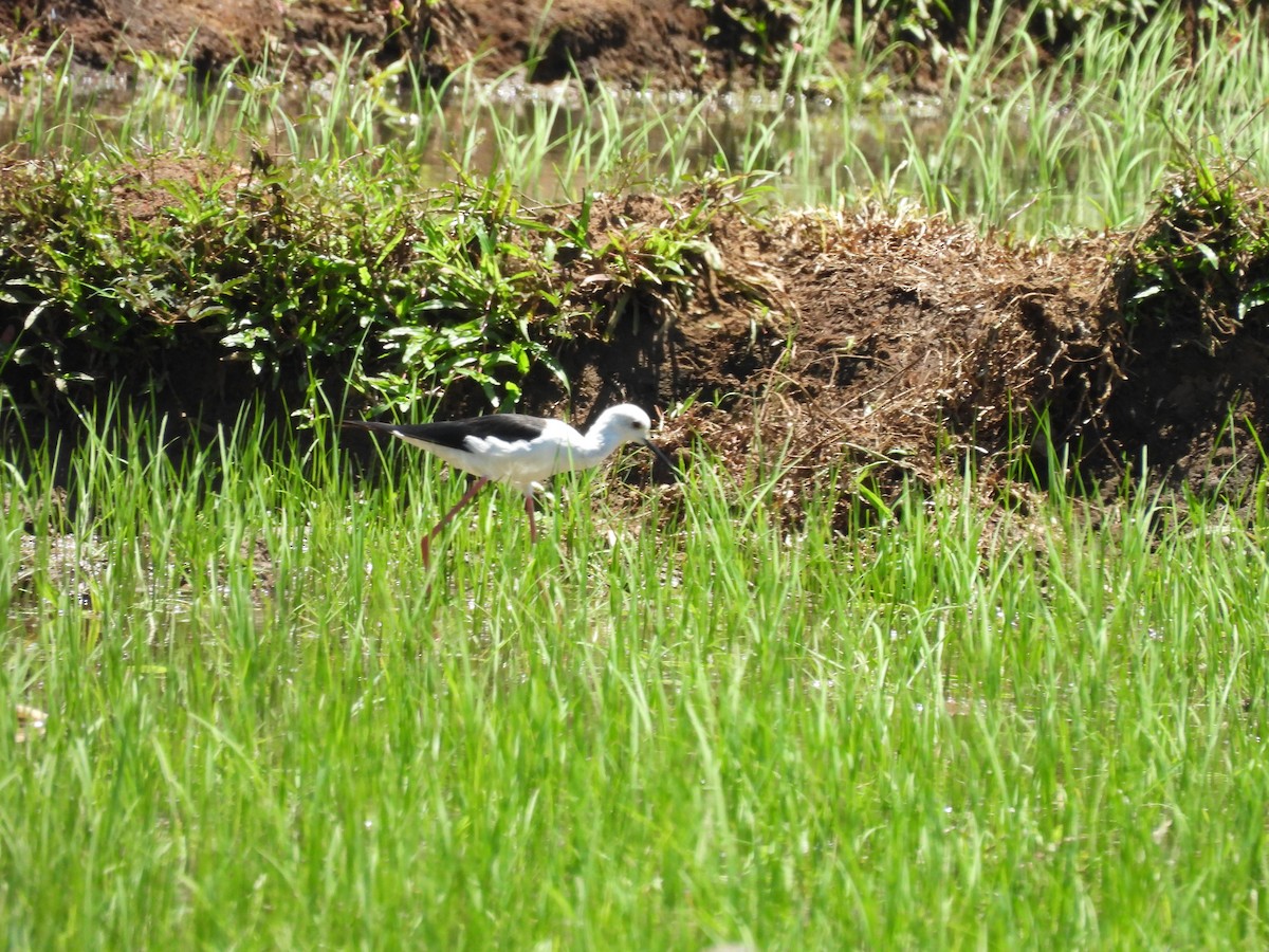 Black-winged Stilt - ML623907335