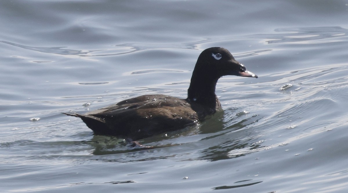 White-winged Scoter - ML623907338