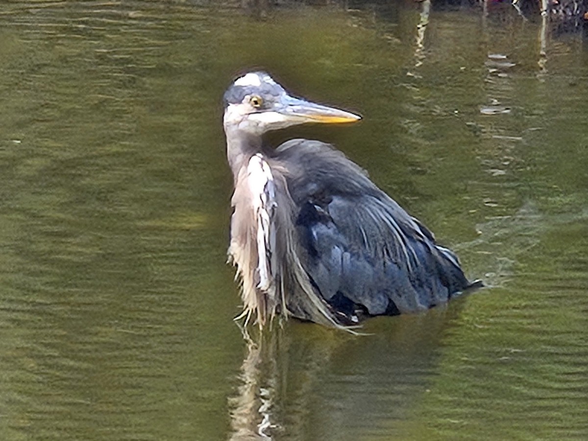 Great Blue Heron - ML623907340