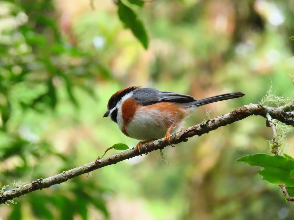 Black-throated Tit - ML623907363