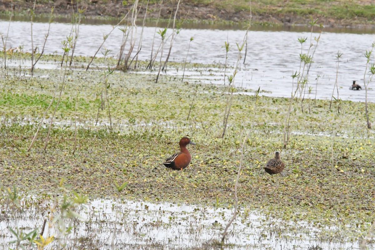 Cinnamon Teal - ML623907370