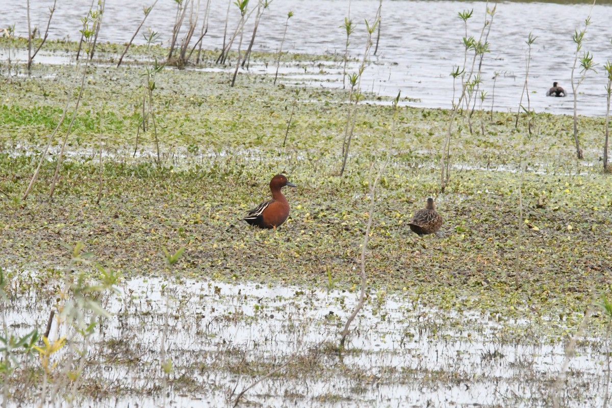 Cinnamon Teal - ML623907371