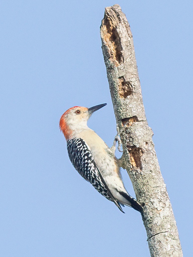 Red-bellied Woodpecker - ML623907372