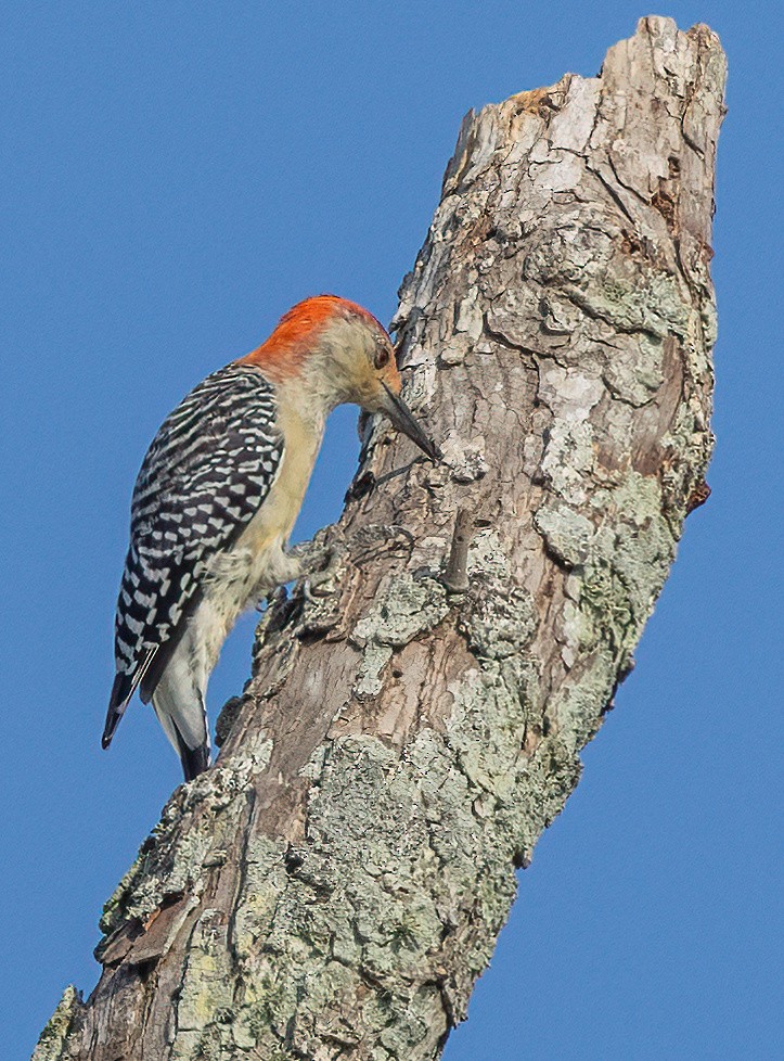 Red-bellied Woodpecker - ML623907373