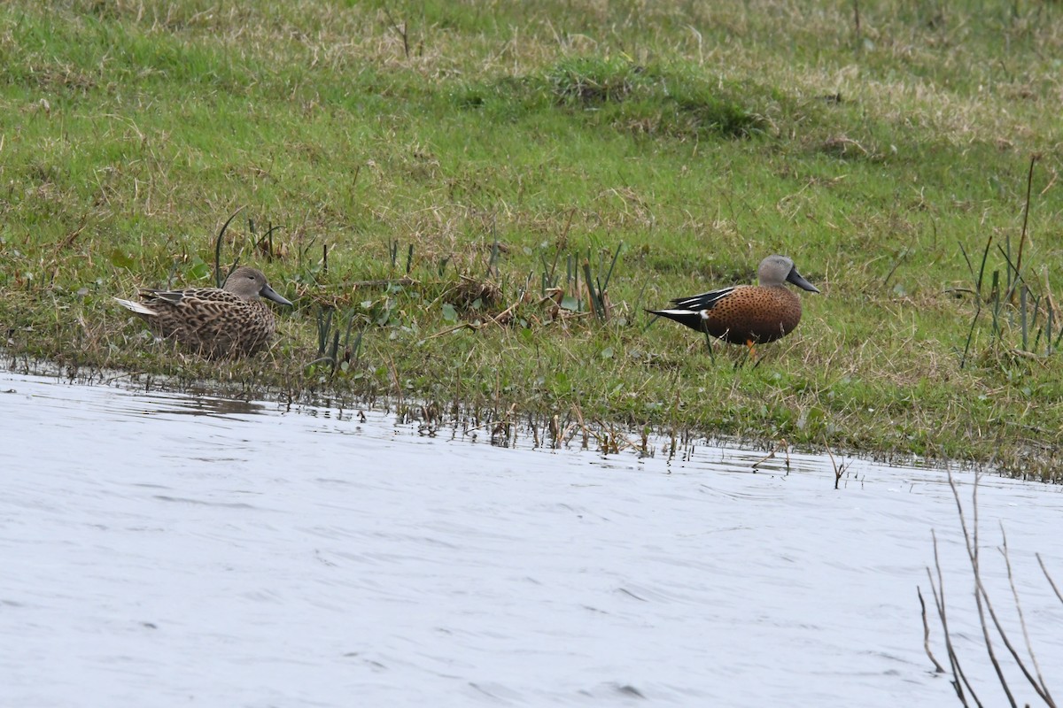 Red Shoveler - ML623907400