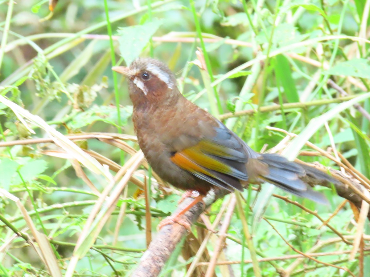 White-whiskered Laughingthrush - ML623907405